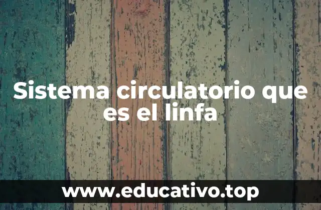 Sistema circulatorio que es el linfa