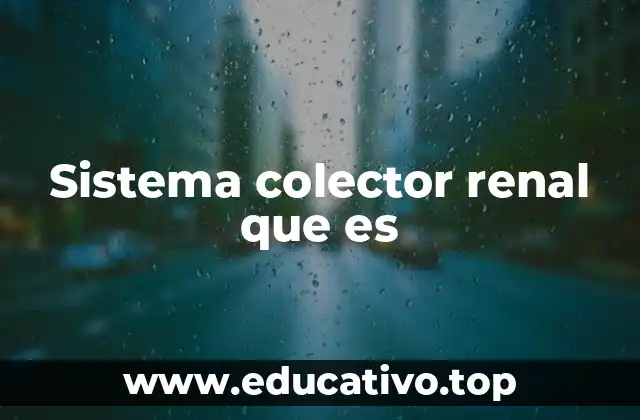 Sistema colector renal que es