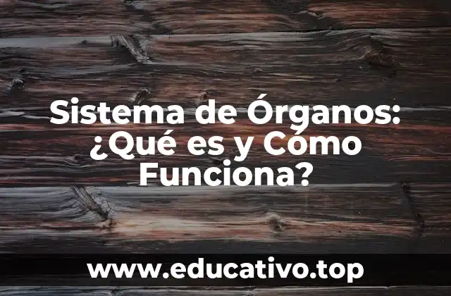 Sistema de Órganos: ¿Qué es y Cómo Funciona?