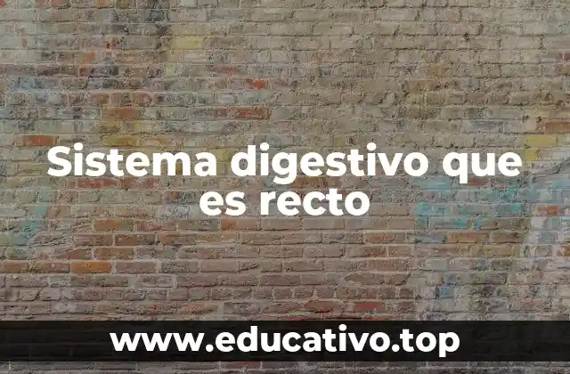 Sistema digestivo que es recto