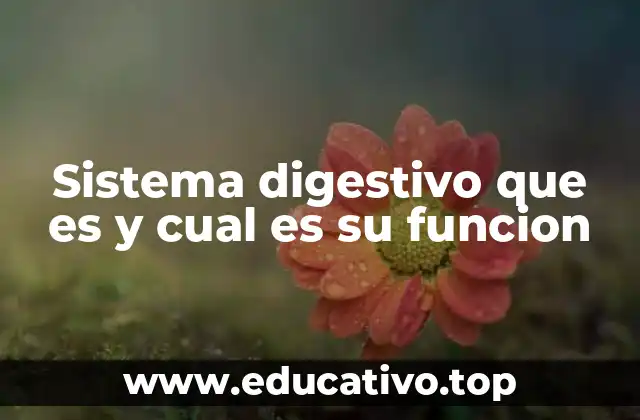 Sistema digestivo que es y cual es su funcion