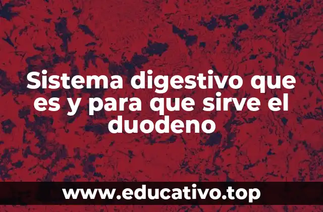 El papel del duodeno en el proceso digestivo