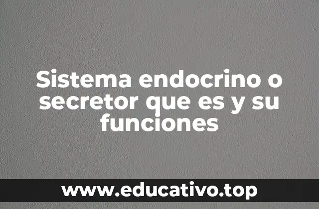 Sistema endocrino o secretor que es y su funciones