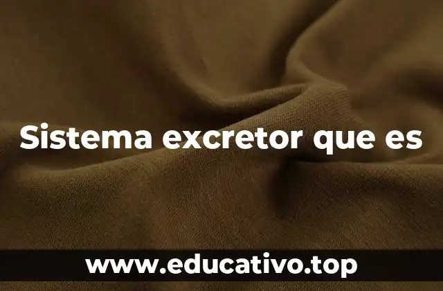 Sistema excretor que es
