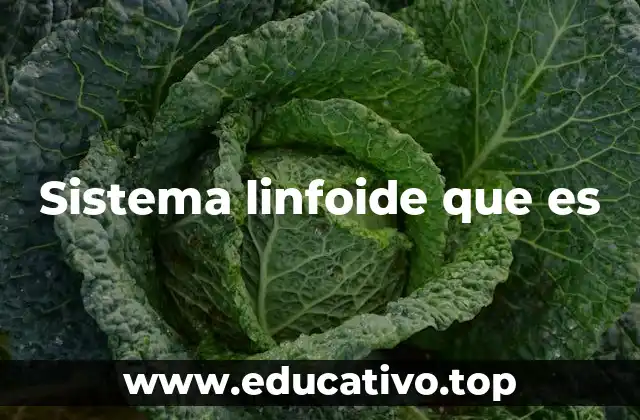 Estructura y componentes del sistema linfoide