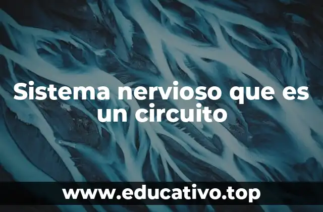 Sistema nervioso que es un circuito