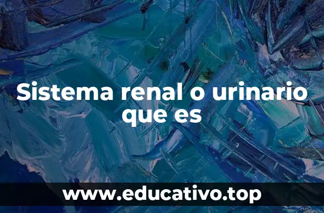 Sistema renal o urinario que es