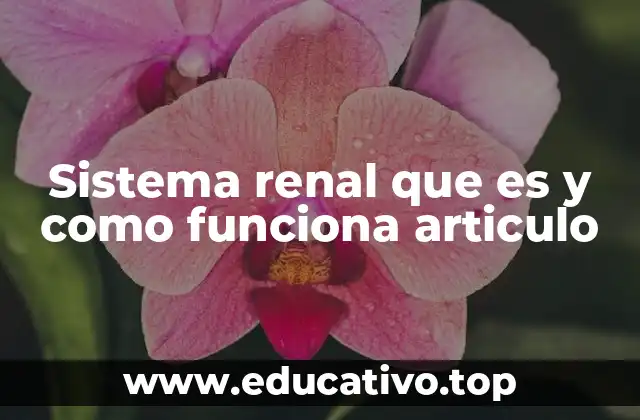 Sistema renal que es y como funciona articulo