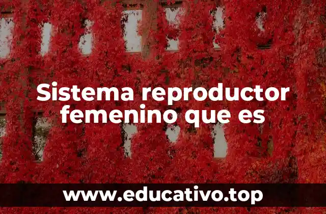 Sistema reproductor femenino que es