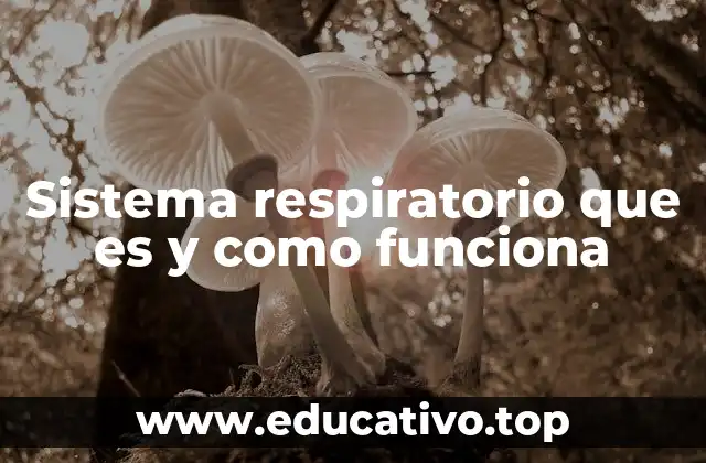 Sistema respiratorio que es y como funciona