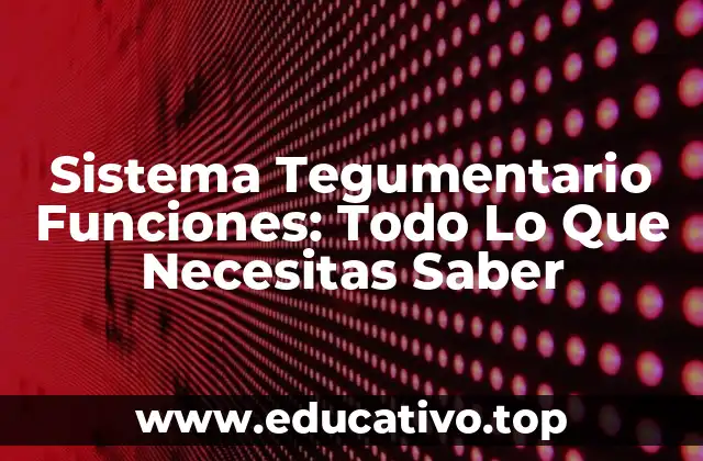 Sistema Tegumentario Funciones: Todo Lo Que Necesitas Saber
