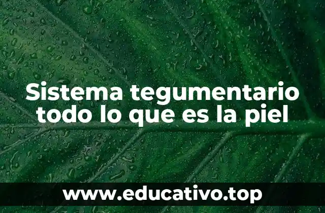 Sistema tegumentario todo lo que es la piel