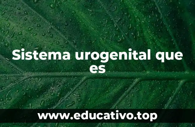 Sistema urogenital que es