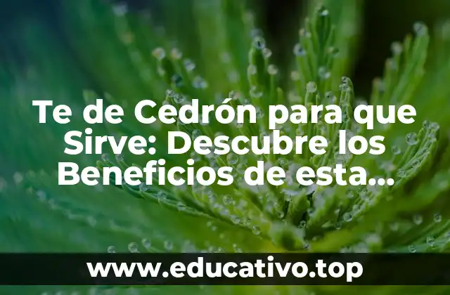 Te de Cedrón para que Sirve: Descubre los Beneficios de esta Hierba Natural