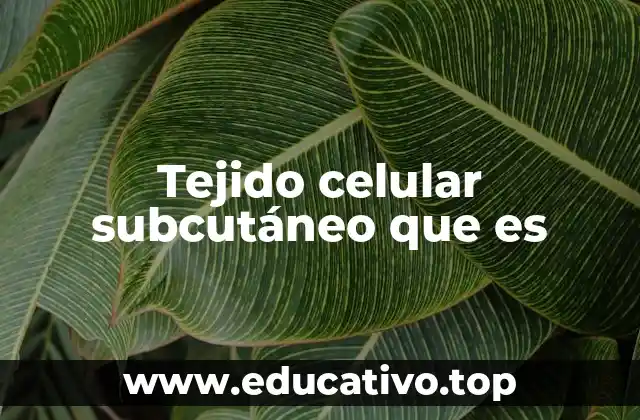 Tejido celular subcutáneo que es