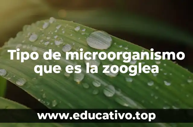 Tipo de microorganismo que es la zooglea