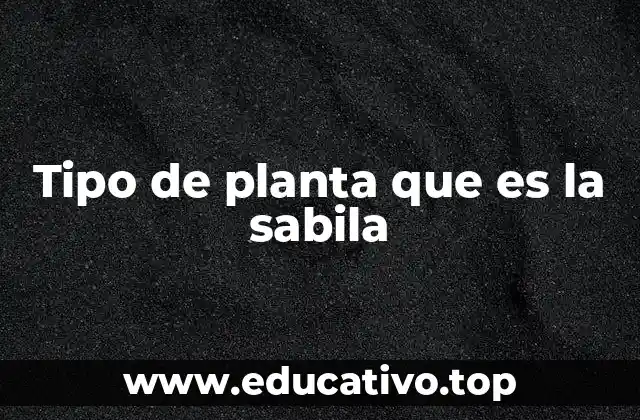 Tipo de planta que es la sabila