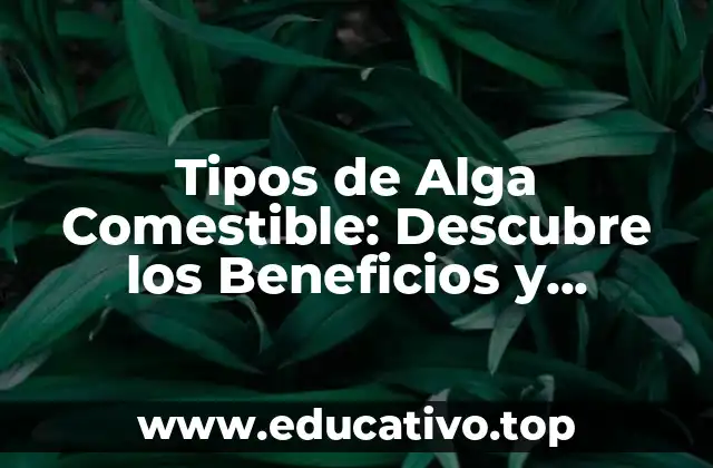 Tipos de Alga Comestible: Descubre los Beneficios y Variedades de las Algás Comestibles