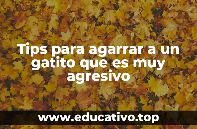 Tips para agarrar a un gatito que es muy agresivo