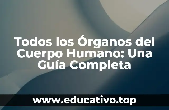 Todos los Órganos del Cuerpo Humano: Una Guía Completa