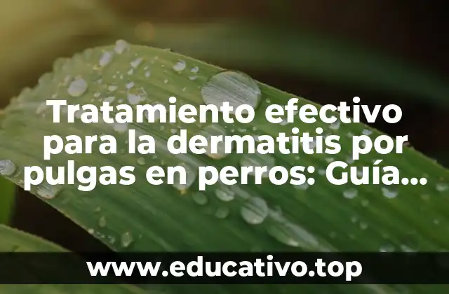 Tratamiento efectivo para la dermatitis por pulgas en perros: Guía completa