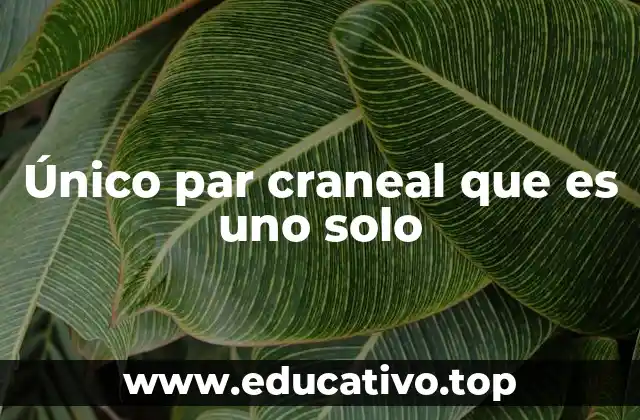 Único par craneal que es uno solo