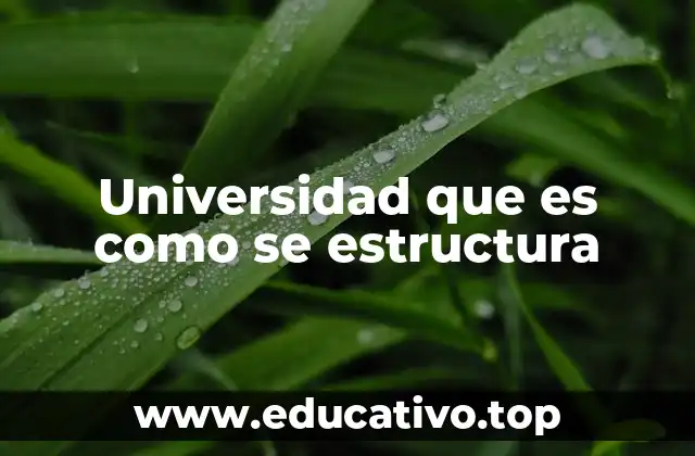 Universidad que es como se estructura