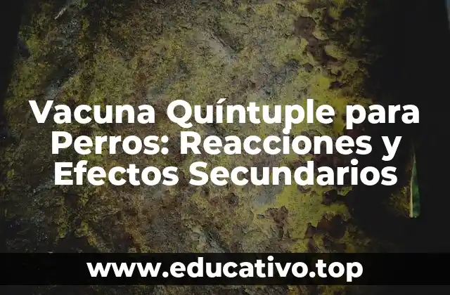 Vacuna Quíntuple para Perros: Reacciones y Efectos Secundarios