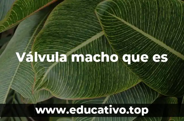 Válvula macho que es