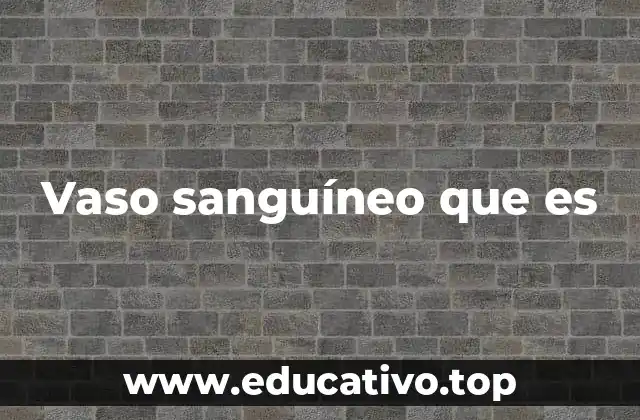 Vaso sanguíneo que es