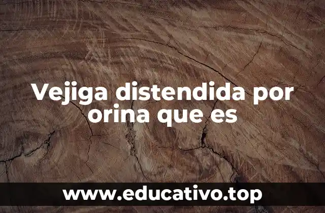 Vejiga distendida por orina que es