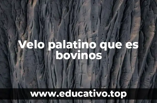 Estructura anatómica del velo palatino en bovinos