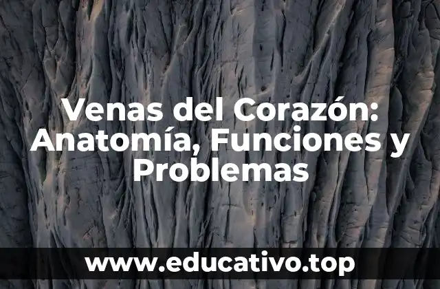Venas del Corazón: Anatomía, Funciones y Problemas