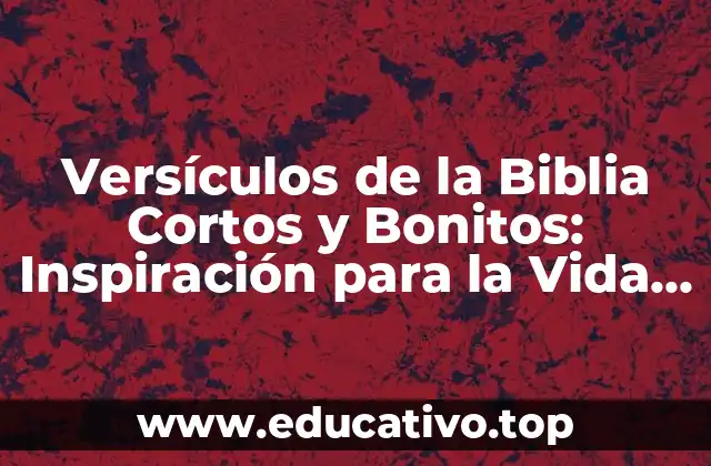 Versículos de la Biblia Cortos y Bonitos: Inspiración para la Vida Diaria
