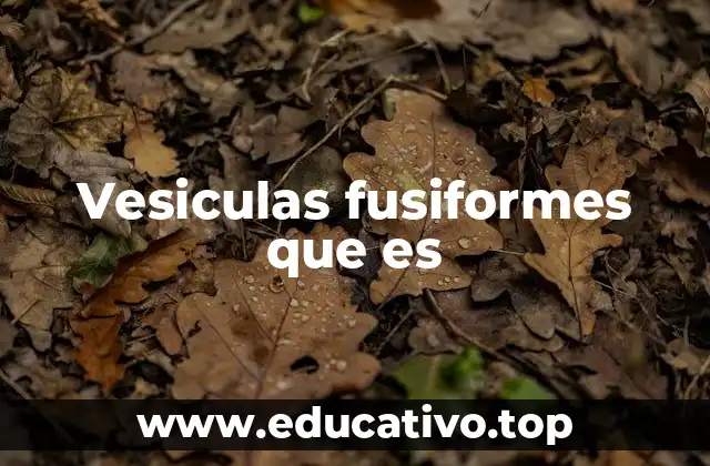 Vesiculas fusiformes que es