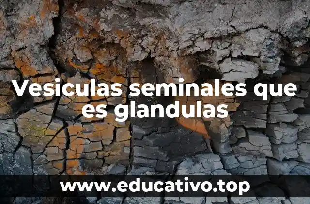 Vesiculas seminales que es glandulas