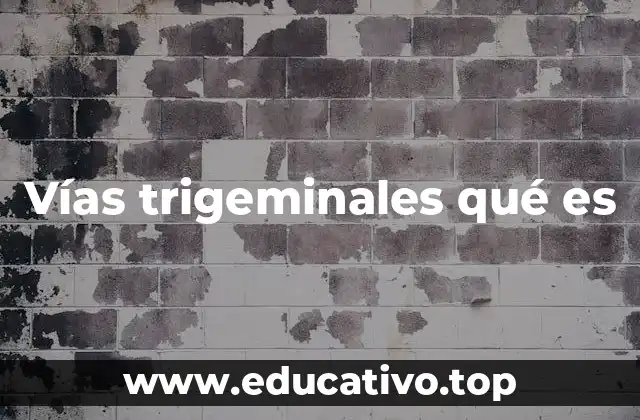 Vías trigeminales qué es