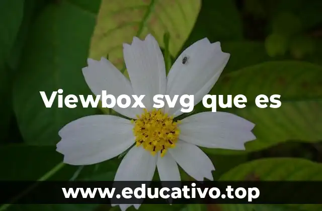 Viewbox svg que es
