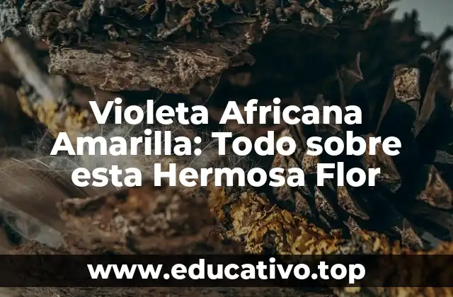 Violeta Africana Amarilla: Todo sobre esta Hermosa Flor