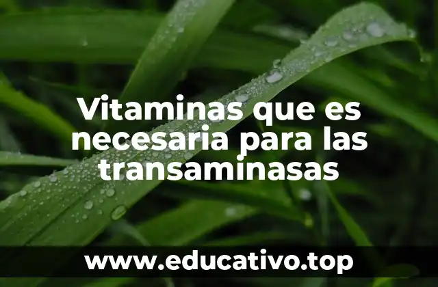 Vitaminas que es necesaria para las transaminasas
