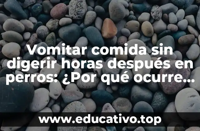 Vomitar comida sin digerir horas después en perros: ¿Por qué ocurre y cómo prevenirlo?