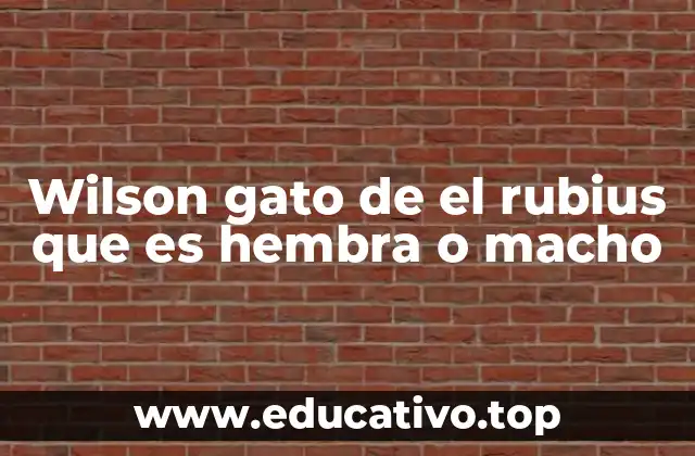 Wilson gato de el rubius que es hembra o macho