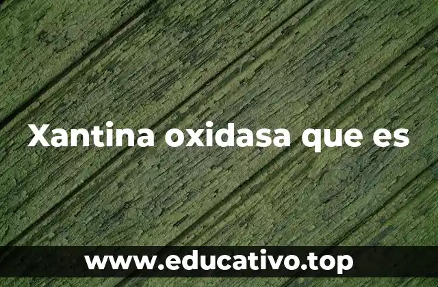 Xantina oxidasa que es