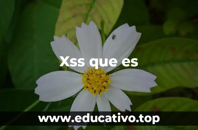 Xss que es