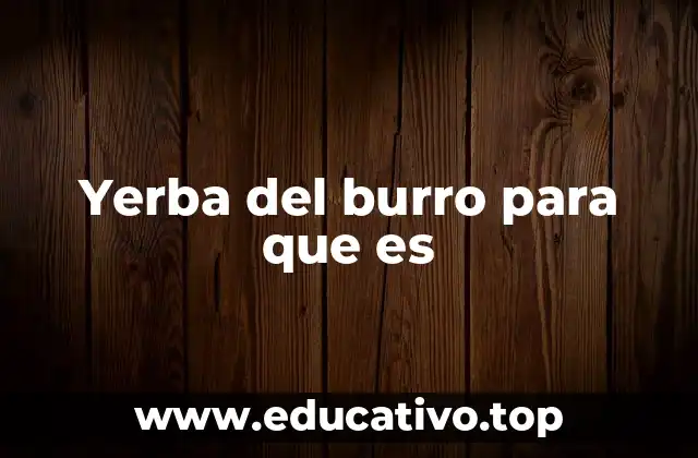 Uso de la yerba del burro en la medicina ancestral